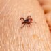 Не паниковать: когда после укуса клеща действительно нужно обращаться к врачу