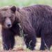 Медведи вышли из спячки: как вести себя при встрече в лесу