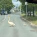 Видео: Семья лебедей получила полицейский эскорт в Тарту