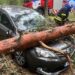 Грозы, поваленные деревья и десятки вызовов: сводка спасателей за выходные